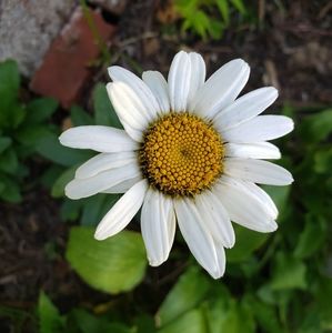 Meet your Posher, Carly